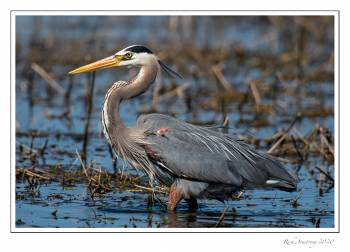 Great. blue heron7 copy.jpg